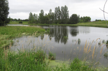 isolated wetland