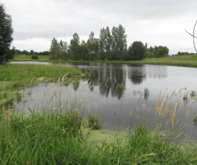 isolated wetland
