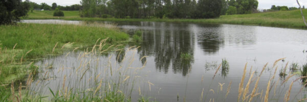 isolated wetland