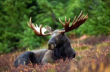 moose-70254_1280