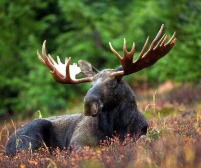moose-70254_1280
