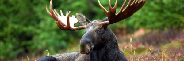 moose-70254_1280