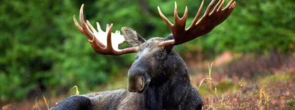 moose-70254_1280