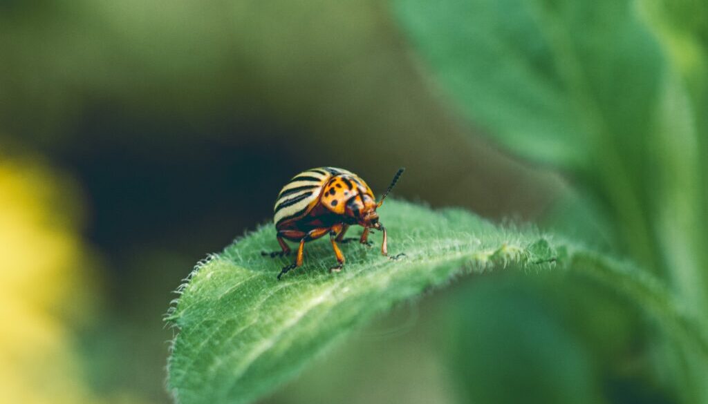 Colorado potato beetle