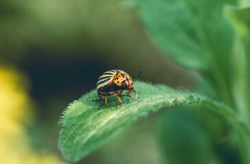 Colorado potato beetle