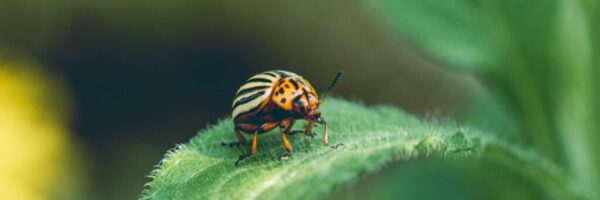 Colorado potato beetle