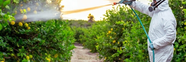citrus citrus