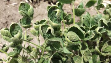 Dicamba-injury-s