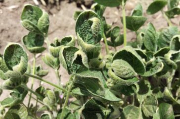 Dicamba-injury-s