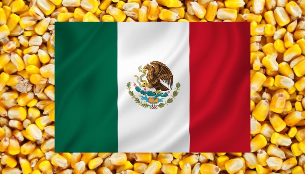 Mexico-flag-on-corn_cr-Adobe-Stock_E