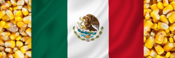 Mexico-flag-on-corn_cr-Adobe-Stock_E