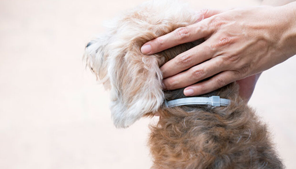 dog collar