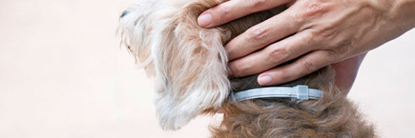 dog collar dog collar