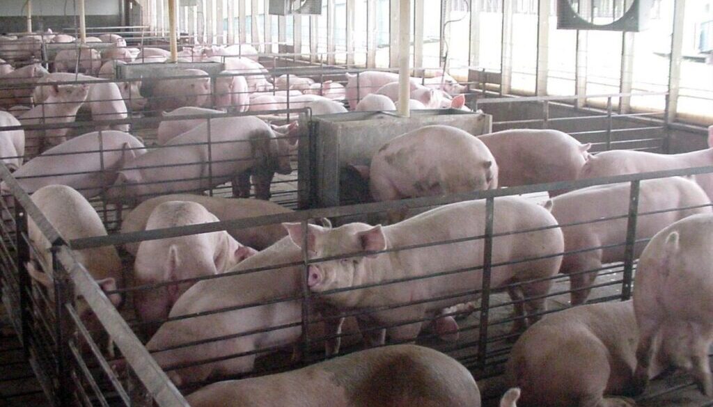 A typical pen format for swine in many Iowa animal feeding operations