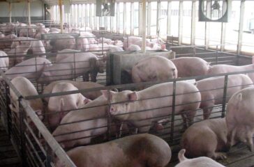 A typical pen format for swine in many Iowa animal feeding operations