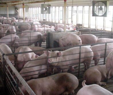 A typical pen format for swine in many Iowa animal feeding operations