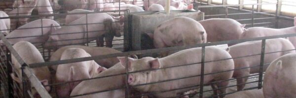 A typical pen format for swine in many Iowa animal feeding operations