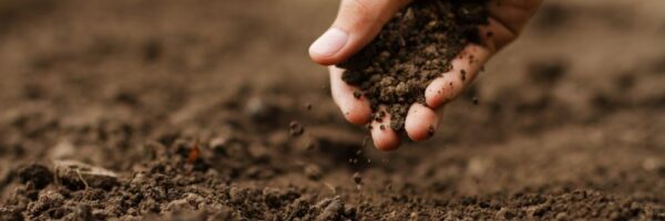 carbon in soil