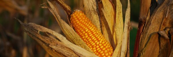corn christophe-maertens-v9r31Dxg0X0-unsplash (2) corn christophe-maertens-v9r31Dxg0X0-unsplash (2)