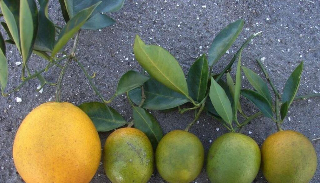 citrus greening