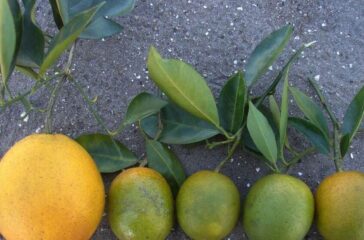 citrus greening