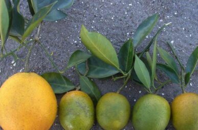 citrus greening