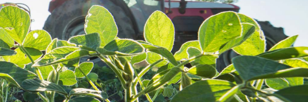 dicamba3