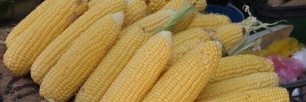corn pic corn pic