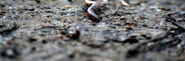 julian-zwengel-EVRvlM-Nzf4-unsplash julian-zwengel-EVRvlM-Nzf4-unsplash