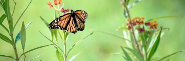 winifred-helton-harmon-4GIF-BcmZlM-unsplash winifred-helton-harmon-4GIF-BcmZlM-unsplash