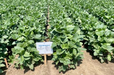 GE-soybeans