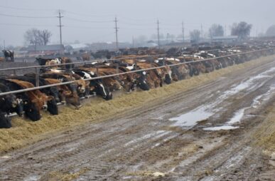 Keith Schenider Yakima long line of cattle