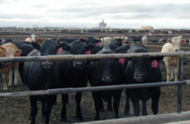 cafo