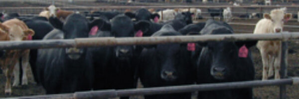 cafo cafo