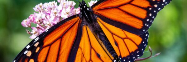 joshua-j-cotten-Ho93gVTRWW8-unsplash joshua-j-cotten-Ho93gVTRWW8-unsplash