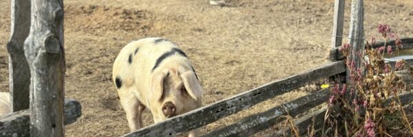 Certified_Naturally_Grown_Pig Certified_Naturally_Grown_Pig