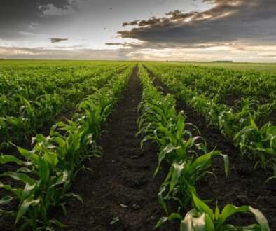 getty-images--CbolgNepiA-unsplash