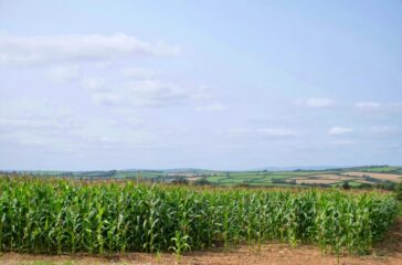 veronica-white-uulMMGOPUwc-unsplash iowa corn