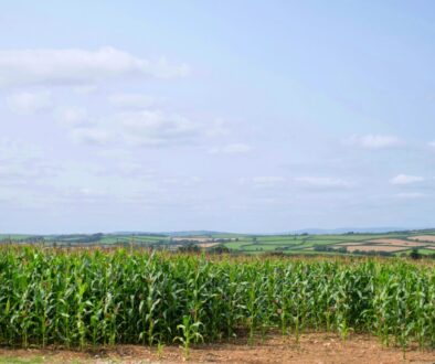 veronica-white-uulMMGOPUwc-unsplash iowa corn