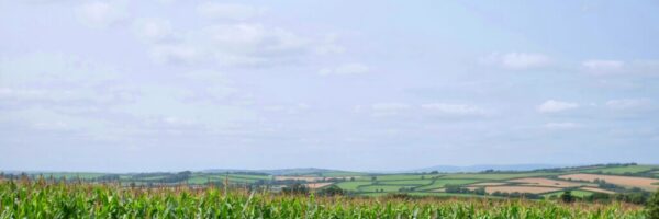 veronica-white-uulMMGOPUwc-unsplash iowa corn veronica-white-uulMMGOPUwc-unsplash iowa corn