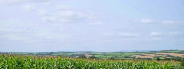 veronica-white-uulMMGOPUwc-unsplash iowa corn veronica-white-uulMMGOPUwc-unsplash iowa corn