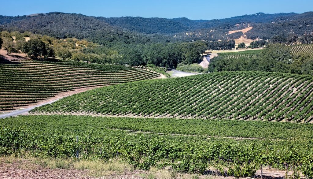 linda-pomerantz-zhang--t30E6T9DAU-unsplash