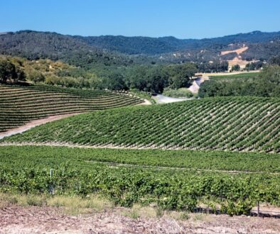 linda-pomerantz-zhang--t30E6T9DAU-unsplash