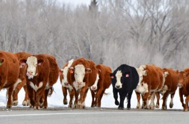 Colorado Cattle