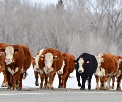 Colorado Cattle