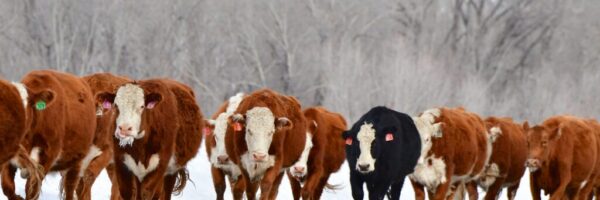 Colorado Cattle