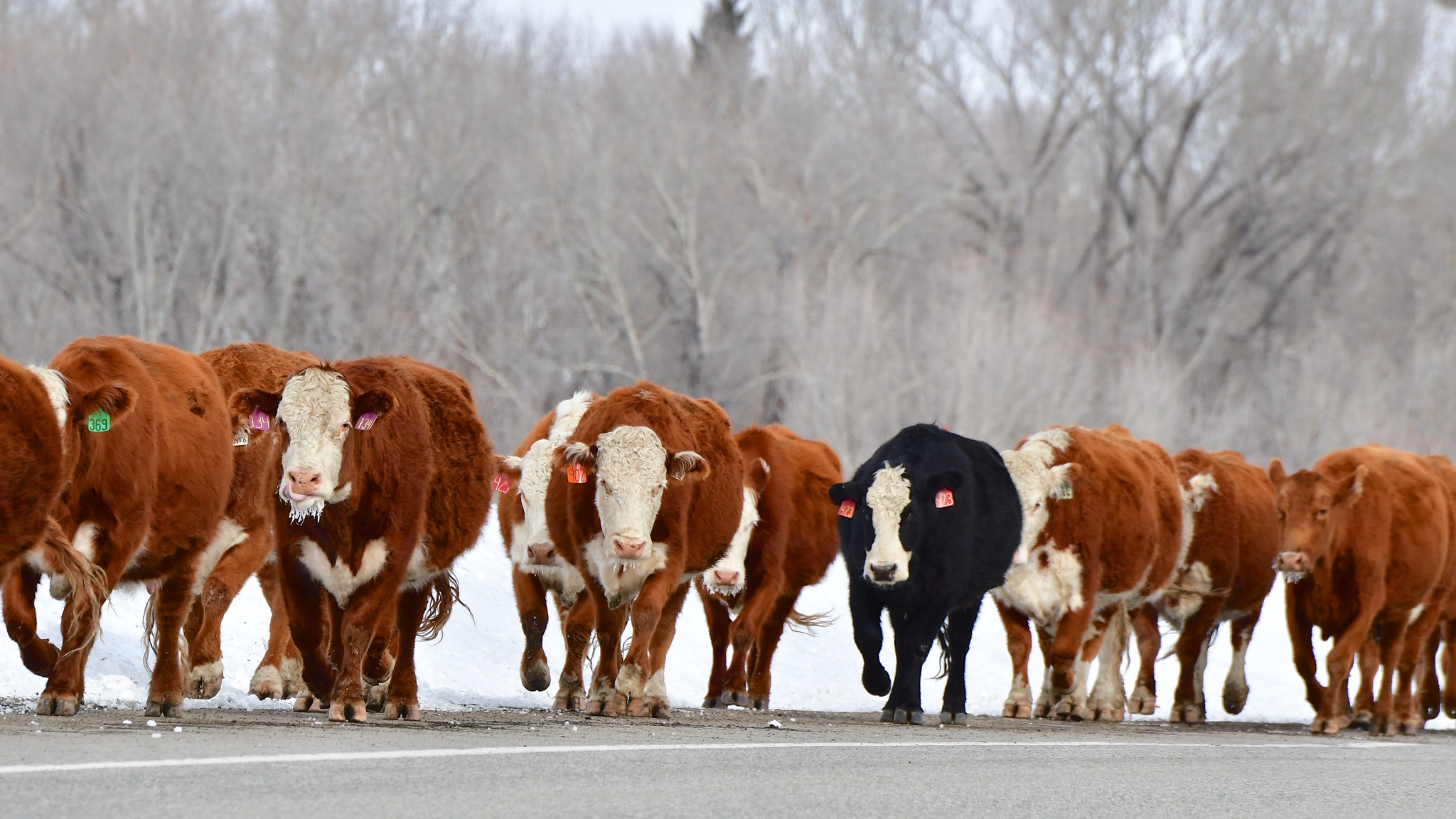 Conservation groups file appeal challenging Colorado CAFO water permits