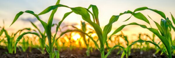 getty-images-m6xWSjiQaww-unsplash