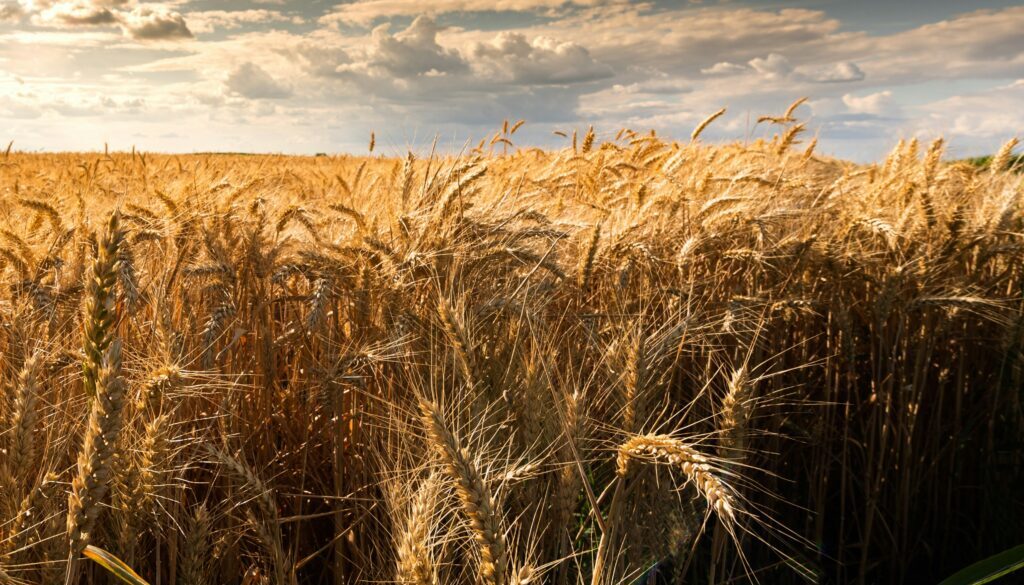 getty-images-w6ZMTahJGoE-unsplash