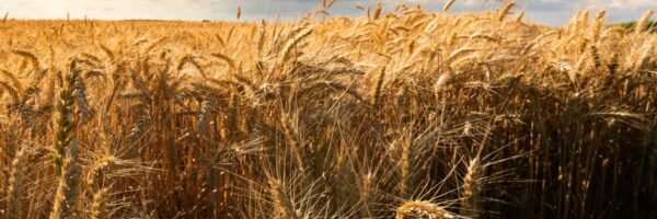 getty-images-w6ZMTahJGoE-unsplash